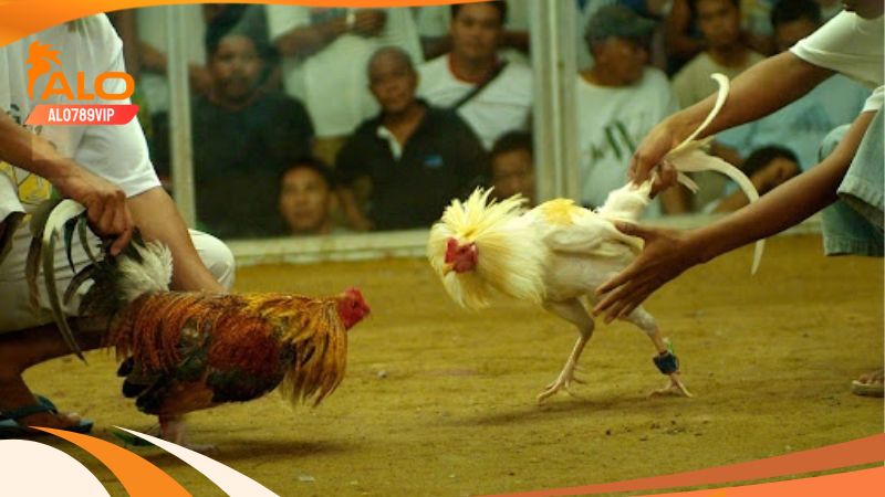 Trực tiếp đá gà tại alo789 có gì hay? Lưu ý khi chơi đá gà 8 Lưu ý khi xem đá gà trực tiếp tại alo789